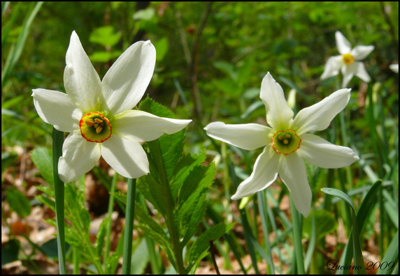 Narcissus poeticus / Narciso dei poeti (e Aquilegia atrata)